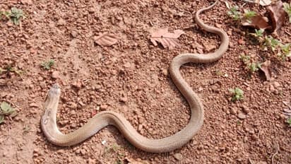 ಹಾವನ್ನು ಹಗ್ಗದಂತೆ ಬಳಸಿ ಸ್ಕಿಪ್ಪಿಂಗ್ ಆಡಿದ ಮಕ್ಕಳು: ಬೈಕೊಳಗೆ ನುಗ್ಗಿದ ಹಾವನ್ನು ಹಿಡಿದೆಳೆದ ಬಾಲಕಿ: ವೀಡಿಯೋ