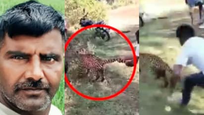 അപാര ധൈര്യം തന്നെ! പുള്ളിപ്പുലിയെ വാലിൽ പിടിച്ച് കറക്കിയെടുത്ത് യുവാവ്, പിന്നാലെ വലയിലാക്കി വനംവകുപ്പ്