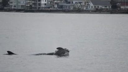 രണ്ടാമത്തെ കുഞ്ഞും നഷ്ടമായി, 136 കിലോഭാരമുള്ള കുഞ്ഞുമായി കടലിൽ അലഞ്ഞ് കൊലയാളി തിമിംഗലം 