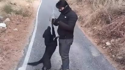 ബസിന്റെ നിഴൽ കണ്ടാൽ മതി അവൻ ഓടിയെത്തും, പിന്നെ സ്നേഹപ്രകടനമാണ്, അതിമനോഹരമായൊരു കാഴ്ച