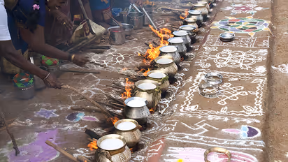 पोंगल २०२५ कधी आहे, का साजरा करतात?