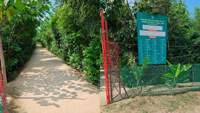 प्रयागराजमध्ये मियावाकी जंगलांनी महाकुंभाला हिरवाई