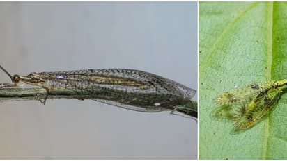 111 വർഷങ്ങൾക്ക് ശേഷം, കേരളത്തില് 2 അപൂര്വയിനം വലച്ചിറകന്മാർ, വയനാട്ടിൽ കണ്ടത് ശ്രീലങ്കയിൽ മാത്രം കാണുന്ന ഇനം