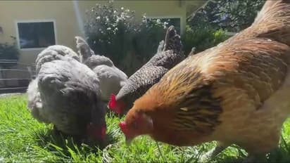 ಮೊಟ್ಟೆ ಹಿಂಗೆಲ್ಲ ತಿಂದ್ರೆ ಬರ್ಡ್ ಫ್ಲೂ ಬರುತ್ತೆ ಕಣ್ರಪ್ಪ!  ಬಚಾವ್ ಆಗಲು ತಜ್ಞರ ಪ್ರಕಾರ ಎಷ್ಟು ಡಿಗ್ರಿ ಕುದಿಸಿ ತಿನ್ನಬೇಕು?