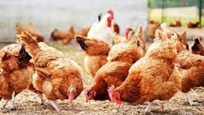 Telangana: Hundreds of dead chickens found dumped in Akkampalli reservoir amid bird flu fears