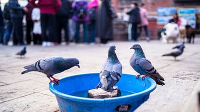 MP man kills 28 pet pigeons by twisting their necks to seek revenge on his neighbour over personal feud