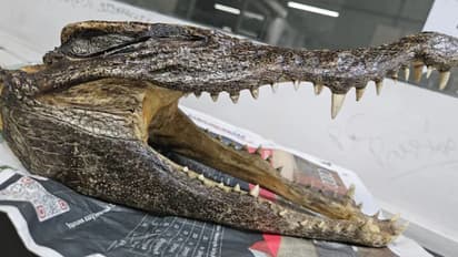 777 ഗ്രാം ഭാരം, ലഗേജിൽ ക്രീം നിറമുള്ള തുണിയിൽ ഒളിപ്പിച്ചത് മുതലക്കുഞ്ഞിന്‍റെ തലയോട്ടി; യാത്രക്കാരൻ പിടിയിൽ 