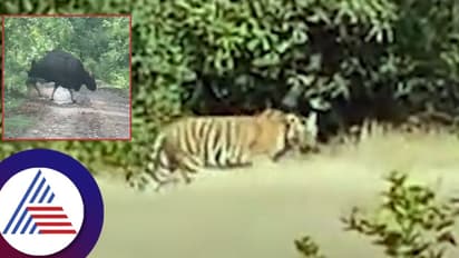 Belagavi: ಬೆಳಗಾವಿ ರಸ್ತೆಯಲ್ಲಿ ಕಾಡುಕೋಣ, ಹುಲಿ ಪ್ರತ್ಯಕ್ಷ, ಜನರ ಆತಂಕ!