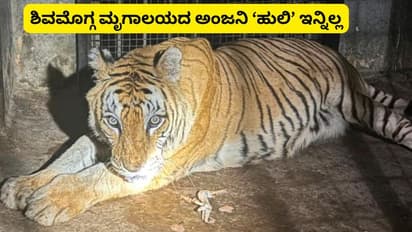 ಶಿವಮೊಗ್ಗ ಮೃಗಾಲಯದ ಪ್ರವಾಸಿಗರ ನೆಚ್ಚಿನ ಹುಲಿ ಅಂಜನಿ ಇನ್ನಿಲ್ಲ