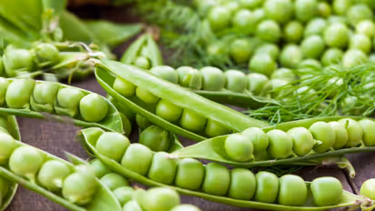 പ്രമേഹം മുതല് ബിപി വരെ; പതിവായി ഗ്രീൻ പീസ് കഴിക്കുന്നത് കൊണ്ടുള്ള ഗുണങ്ങള്