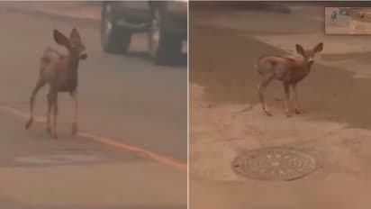 LA wildfires: Baby deer running through Altadena as blaze rages on leaves Internet heartbroken (WATCH)