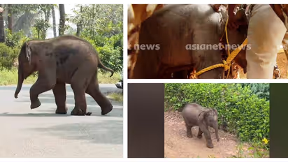 ഇന്നലെ രാത്രി മുതൽ ഇവിടെയുണ്ടെന്ന് നാട്ടുകാർ; വിവരമറിഞ്ഞ് ആർആർടി സംഘമെത്തി, മുള്ളൻകൊല്ലിയിൽ കുട്ടിയാന പിടിയിൽ