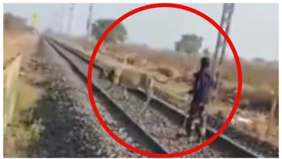 'ഓഡ്രാ കാട്ടിലേക്ക്...'; റെയിൽവേ ട്രാക്കിലേക്ക് ഇരതേടിയെത്തിയ സിംഹത്തെ ഓടിച്ച് ഫോറസ്റ്റ് ഗാര്ഡ്; വീഡിയോ വൈറൽ