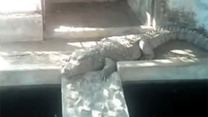 Income Tax officials find crocodiles amid raid at ex-BJP MLA’s Madhya Pradesh house