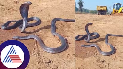 ಚಕ್ರಕ್ಕೆ ಸಿಲುಕಿ ಗಂಭೀರ ಗಾಯವಾದರೂ ಸತ್ತ ನಾಗನಿಗಾಗಿ ಕಾದು ಕುಳಿತ ನಾಗಿಣಿ: ಕಣ್ಣೀರಿನ ವಿಡಿಯೋ ವೈರಲ್​ 