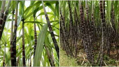 പൊങ്കൽ ആഘോഷങ്ങൾക്ക് മധുരം കൂട്ടാൻ ചെങ്കരിമ്പ്;  ഇരുപതിനായിരത്തിലേറെ ഏക്കറിൽ വിളവെടുപ്പ് തുടങ്ങി