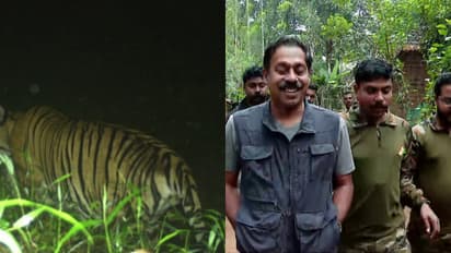 അമരക്കുനിയിലെ കടുവയെ കണ്ടെത്താൻ വിക്രമും സുരേന്ദ്രനുമിറങ്ങും; ഡോ. അരുണ് സക്കറിയ സ്ഥലത്ത്, തെരച്ചിൽ ഊര്ജിതം