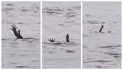 മനുഷ്യരെ വെള്ളത്തിലേക്ക് ആകർഷിക്കാൻ മുതലകൾ 'മുങ്ങി മരണം' അഭിനയിക്കുമോ? വൈറൽ വീഡിയോയ്ക്ക് പിന്നാലെ സജീവ ചർച്ച 