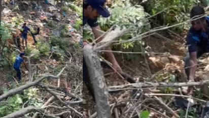 കഴിഞ്ഞ ദിവസം കണ്ടു, ശക്തമായ നിരീക്ഷണം, ഭസ്മക്കുളത്തിനടുത്തുള്ള  മരക്കമ്പിനിടയിൽ നിന്ന് പിടിച്ചത് രാജവെമ്പാലയെ