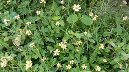 ఈ ఆకులను నూనెలో కలిపి పెట్టుకుంటే వెంట్రుకలు నల్లబడతాయి, చుండ్రు తగ్గుతుంది.. ఇంకా ఎన్నో లాభాలు