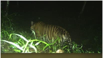 കടുവാപ്പേടിയിൽ നാട്, വീണ്ടും കടുവ വളർത്തുമൃഗത്തെ കൊന്നു, പ്രദേശത്ത് സ്കൂളുകൾക്ക് അവധി പ്രഖ്യാപിച്ചു