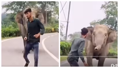 'വീഡിയോയിലെ മൃഗത്തെ തിരിച്ചറിയുക'; റോഡ് മുറിച്ച് കടക്കുന്ന ആനയെ ശല്യം ചെയ്യുന്ന യുവാവ്, വീഡിയോ വൈറല്