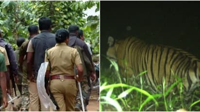 അമരക്കുനിയില്‍ വേട്ട തുടർന്ന് കടുവ; വീണ്ടും ആടിനെ കടിച്ച് കൊന്നു, വീട്ടുകാർ ബഹളം വച്ചതോടെ ഓടിമറഞ്ഞു