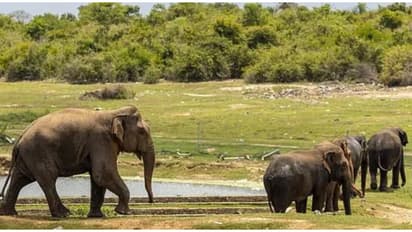 അകമലയില്‍ കാട്ടാനകളിറങ്ങി; വ്യാപകമായി കൃഷി നശിപ്പിച്ചു, പ്രതിഷേധമറിയിച്ച് നാട്ടുകാർ