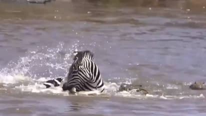 നെഞ്ചിടിപ്പോടെയല്ലാതെ കാണാനാവില്ല, ഒടുവിലാര് ജയിക്കും, സീബ്രയും മുതലയും തമ്മിൽ പൊരിഞ്ഞ പോരാട്ടം