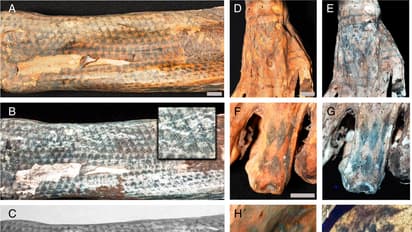 Ink-redible! Laser technology unveils intricate tattoos on 1,200-year-old Peruvian mummies; see pictures