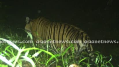 കടുവ കാണാമറയത്ത് തന്നെ, ഇന്നലെയും ആടിനെ കൊന്നു ; മയക്കുവെടി ഒരുക്കത്തിന് മുന്പ് വന്നത് 2 തവണ