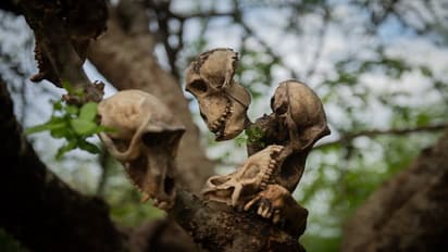 GROUNDBREAKING: Scientists reveal face of 'completely lost' human ancestor, rewrite history of evolution