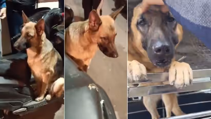 Abandoned dog waits 8 hours for owner in Delhi market; volunteers rescue and provide shelter (WATCH)