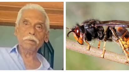 കടന്നലിന്റെ കുത്തേറ്റ് ചികിത്സയിൽ കഴിഞ്ഞിരുന്ന വയോധികൻ മരിച്ചു; രണ്ട് പേർ ചികിത്സയിൽ 