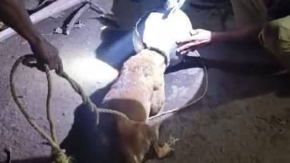 'കഞ്ഞിക്കലം പണി കൊടുത്തു', കഴുത്തിൽ കുടവുമായി പരക്കം പാഞ്ഞ തെരുവുനായയ്ക്ക് ഒടുവിൽ രക്ഷ 