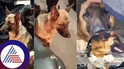 ಮಾರುಕಟ್ಟೆಯಲ್ಲಿ ಬಿಟ್ಟುಹೋದ ಮಾಲೀಕನಿಗೆ 8 ಗಂಟೆ ಕಾದ ನಾಯಿ, ಮನಕಲುಕಿದ ವಿಡಿಯೋ