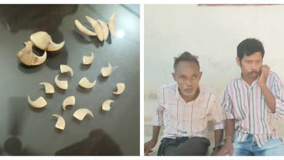 ഫോറസ്റ്റ് ഇന്റലിജൻസിന്റെ പരിശോധന; വനംവകുപ്പ് ജീവനക്കാർ കടുവയുടെയും പുലിയുടെയും പല്ലും നഖവുമായി പിടിയിൽ