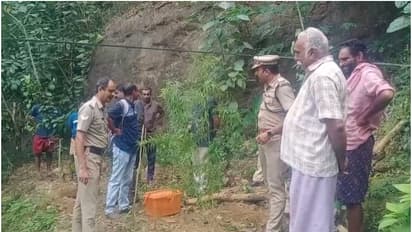 പുരയിടത്തിൽ ഒന്നര മീറ്റർ നീളത്തിൽ ജോയി വളർത്തി, നാട്ടുകാര് കണ്ടില്ല, കണ്ടതാകട്ടെ എക്സൈസ്, 7 കഞ്ചാവ് ചെടികൾ