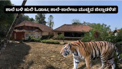 ಹುಲಿ ಬಂತು ಹುಲಿ: ಶಾಲಾ-ಕಾಲೇಜು ಬಂದ್ ಮಾಡಿದ ಜಿಲ್ಲಾಡಳಿತ!