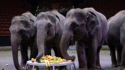 ആറ് ആനകൾക്ക് പകരമോ ആറ് അത്യാധുനിക യുദ്ധവിമാനങ്ങൾ? റഷ്യ-മ്യാന്മർ 34,64 കോടിയുടെ യുദ്ധവിമാന ഇടപാടിൽ കൗതുകം!