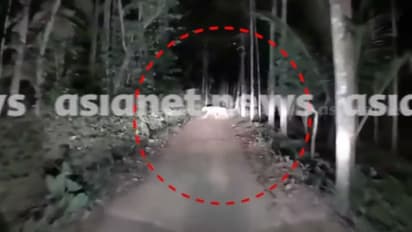 അമരക്കുനിയിലെ കടുവയുടെ ദൃശ്യങ്ങൾ ഏഷ്യാനെറ്റ് ന്യൂസിന് ലഭിച്ചു; ഇന്നത്തെ തെരച്ചിലിലും കണ്ടെത്താൻ കഴിഞ്ഞില്ല