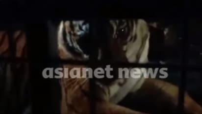 പുൽപ്പള്ളി അമരക്കുനിയിൽ ഭീതി പരത്തിയ കടുവ കൂട്ടിലായി; വിജയം കണ്ടത് 10 ദിവസത്തെ തിരച്ചിൽ, നാട്ടുകാർക്ക് ആശ്വാസം