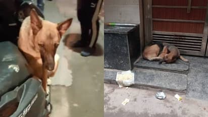 Viral Video: मालिक ने छोड़ा, 8 घंटे स्कूटर पर बैठी रही डॉगी