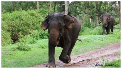 ಆನೆ ನಡೆದಿದ್ದೇ ದಾರಿ ಎನ್ನೋ ಕಾಲ ಹೋಯ್ತು! ಇನ್ಮೇಲೇನಿದ್ದರೂ ನಾವು ತೋರ್ಸಿದ ದಾರಿಗೆ ಆನೆ ಹೋಗಬೇಕು!