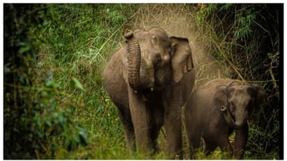 കണ്ണൂർ ആറളം ഫാമിൽ തമ്പടിച്ച കാട്ടാനകളെ തുരത്താനുള്ള ദൗത്യം ഇന്ന് തുടങ്ങും 