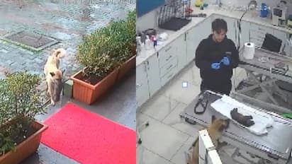 ഞെട്ടിക്കുന്ന സിസിടിവി ദൃശ്യങ്ങൾ, വിശ്വസിക്കാനാവാതെ ഡോക്ടര്, അബോധാവസ്ഥയിലായ കുഞ്ഞുമായി അമ്മ നായ ആശുപത്രിയിൽ