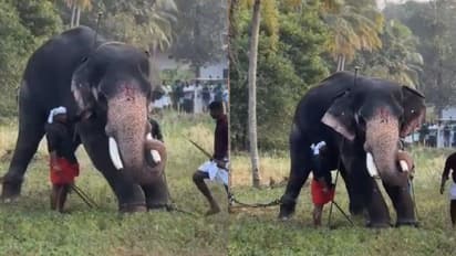 ചങ്ങരംകുളം മൂക്കുതല ക്ഷേത്രത്തിൽ നെറ്റിപ്പട്ടം കെട്ടി ഇറക്കുന്നതിനിടെ ആനയിടഞ്ഞു, ചീരോത്തിനെ തളച്ച് പാപ്പാൻ