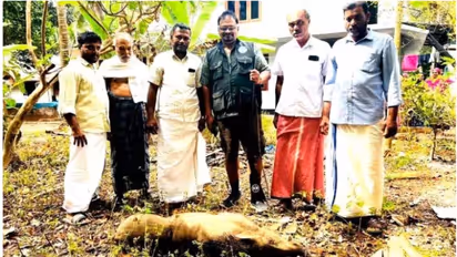 കൃഷിനാശം, ജീവന് ഭീഷണി; മലപ്പുറത്ത് 90 കിലോ ഭാരമുള്ള കാട്ടുപന്നിയെ വെടിവെച്ചു കൊന്ന് നാട്ടുകാര്‍ 