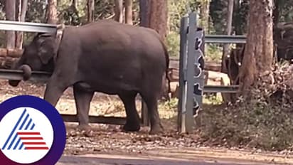 Kodagu: ರೈಲ್ವೇ ಬ್ಯಾರಿಕೇಡ್ ಗೇಟಿಗೆ ತಲೆ ಸಿಲುಕಿ ಪರದಾಡಿದ ಕಾಡಾನೆ 