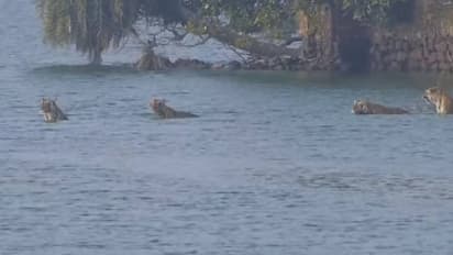 അപൂർവങ്ങളില്‍ അപൂര്‍വം ഈ ദൃശ്യങ്ങൾ; 'രൺതംബോറിലെ  രാജ്ഞി', മക്കൾക്കൊപ്പം തടാകം മുറിച്ചു കടക്കുന്ന റിദ്ധി